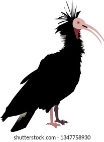 Bald Ibis Vector