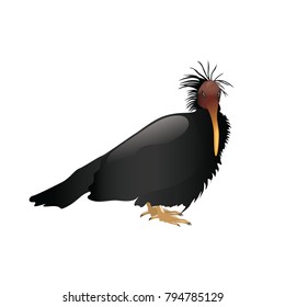 Bald Ibis Vector