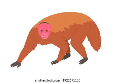 Bald uakari or monkey with bare crimson face and short tail. Exotic jungle red-headed animal covered with fluffy brown coat. Colored flat vector illustration isolated on white background