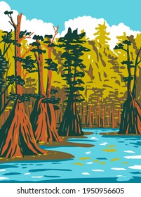 Baldcypress Tree Growing in the Southern Swamp of Apalachicola National Forest Located in the Florida Panhandle WPA Poster Art