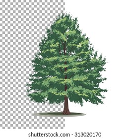 Bald-cypress tree. Isolated vector tree on white background.