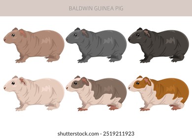 Baldwin Clipart de conejillo de indias sin pelo. Conjunto de cuevas de todos los colores de pelaje. Pequeños roedores mascota. Ilustración vectorial