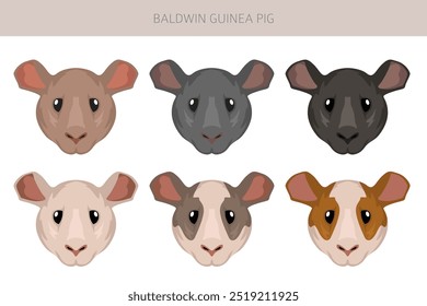 Baldwin Clipart de conejillo de indias sin pelo. Conjunto de cuevas de todos los colores de pelaje. Pequeños roedores mascota. Ilustración vectorial