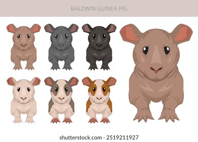 Baldwin Clipart de conejillo de indias sin pelo. Conjunto de cuevas de todos los colores de pelaje. Pequeños roedores mascota. Ilustración vectorial