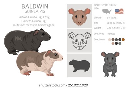 Baldwin Clipart de conejillo de indias sin pelo. Conjunto de cuevas de todos los colores de pelaje. Pequeños roedores mascota. Ilustración vectorial