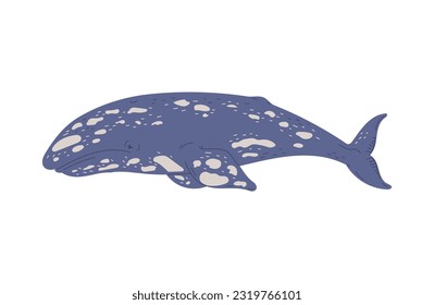Baleen or blue whale flat vector illustration isolated on white background. Baleen blue whale large ocean aquatic mammal, representative of marine fauna.