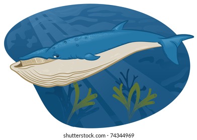 Baleen whale