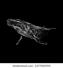 baleen whale hand drawing vector isolated on black background.