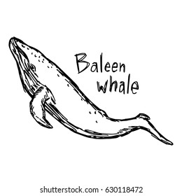 baleen whale - vector illustration sketch hand drawn with black lines, isolated on white background
