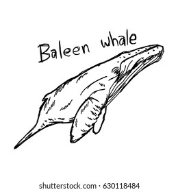 baleen whale - vector illustration sketch hand drawn with black lines, isolated on white background
