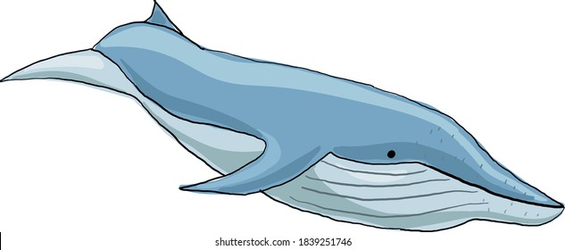 baleen whale vector image on transparent background