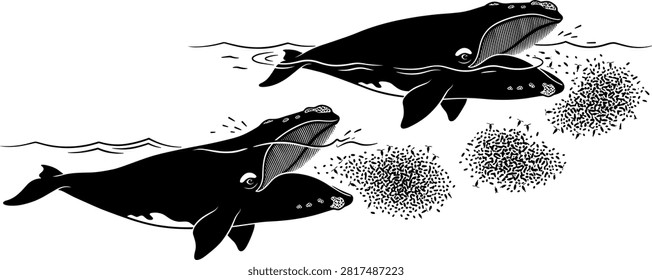 Baleen Whales Skim Feeding Vector Set Illustrating Humpback Whales Swimming with Open Mouths Filter Feeding on Swarms of Krill or Plankton.eps