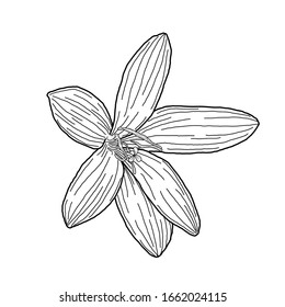 Bali beauty lily,Zephyr flower hand drawing black and white isolated vector illustration