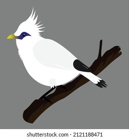 Bali starling vector, this animal comes from the island of Bali, good for decorating your frame