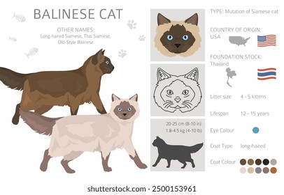 Balinese cat, Long haired Siamese clipart. All coat colors set.  All cat breeds characteristics infographic. Vector illustration