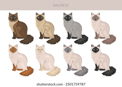 Balinese cat, Long haired Siamese clipart. All coat colors set.  All cat breeds characteristics infographic. Vector illustration