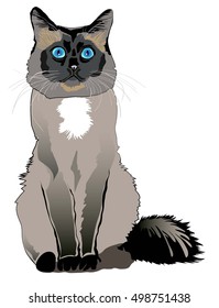 Balinese cat. Vector drawing.