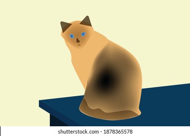A Balinese cat which has long hair and sapphire-blue eyes