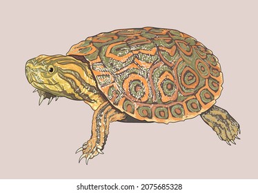 Balize slider turtle drawing, exotic, art.illustration, vector
