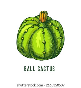 Ball cactus or parodia cacti icon, vector sketch