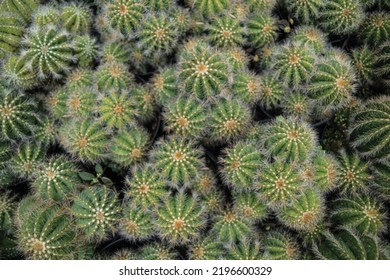 Ball cactus pattern vector background