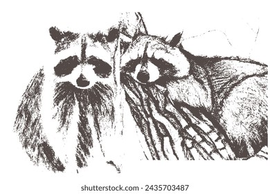 Ball point pen sketch of raccoon. raccoon vintage engraving. trash panda art.