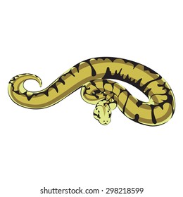Ball python logo