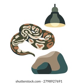 Ball python snake resting next to a hanging heat lamp and a rock hide, essential items for reptile terrarium.