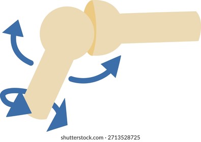 Ball and socket joint anatomy illustration showing rotational movement in flat vector style suitable for biology education anatomy lessons and learning