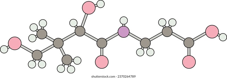 Ball and stick model of pantothenic acid vitamin B5 molecule structure