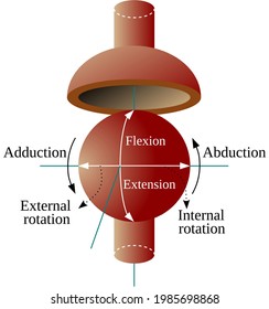 Ball-and-Socket Joint allows three relative rotations between the two connected segments