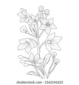 balloon flower coloring page line art with blooming petals and leaves illustration