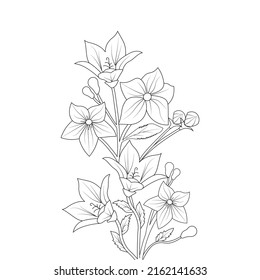 balloon flower coloring page line art with blooming petals and leaves illustration