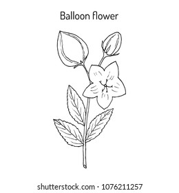Balloon Flower (Platycodon grandifloru), or Chinese bellflower, medicinal plant. Hand drawn botanical vector illustration