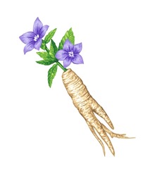 Balloon Flower And Root, Bellflower Colored Drawing Art Illustration Vector.