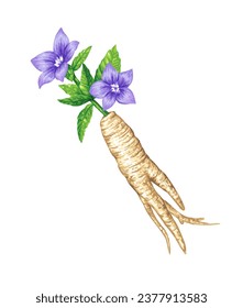 Balloon Flower and Root, bellflower Colored Drawing Art Illustration Vector.
