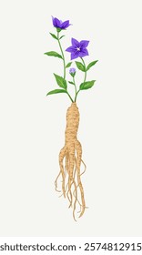 Balloon Flower and Root, bellflower Colored Drawing Art Illustration Vector.