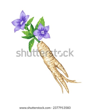 Balloon Flower and Root, bellflower Colored Drawing Art Illustration Vector.