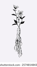 Balloon Flower and Root, bellflower Pencil Drawing with Line Art Illustration Vector.