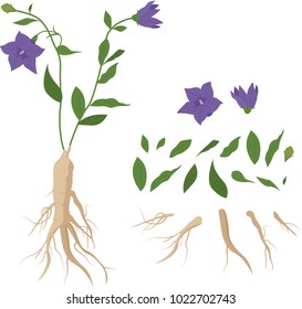 Balloon flower root vector illustration 