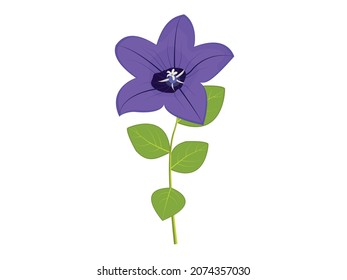 Flores de globo con brote aislado en fondo blanco, campanula de flor de abeja