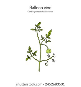 Balloon vine (Cardiospermum halicacabum), medicinal plant. Hand drawn botanical vector illustration