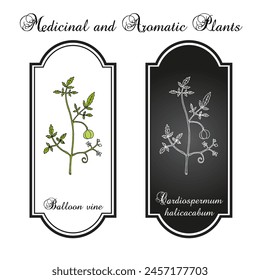 Balloon vine (Cardiospermum halicacabum), medicinal plant. Hand drawn botanical vector illustration