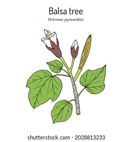 Balsa tree, or Corkwood (Ochroma pyramidale), poisonous plant. Hand drawn botanical vector illustration