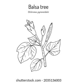 Balsa tree, or Corkwood (Ochroma pyramidale), poisonous plant. Hand drawn botanical vector illustration