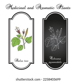 Balsa tree, or Corkwood (Ochroma pyramidale), poisonous plant. Hand drawn botanical vector illustration