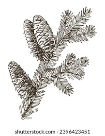 Balsam fir tree branch hand drawn vector