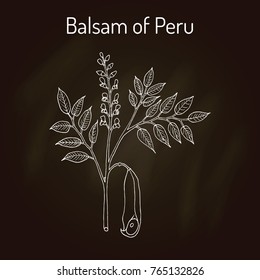 Balsam of Peru (Myroxylon balsamum), medicinal plant. Hand drawn botanical vector illustration