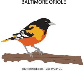 Baltimore Oriole American Bird Vector