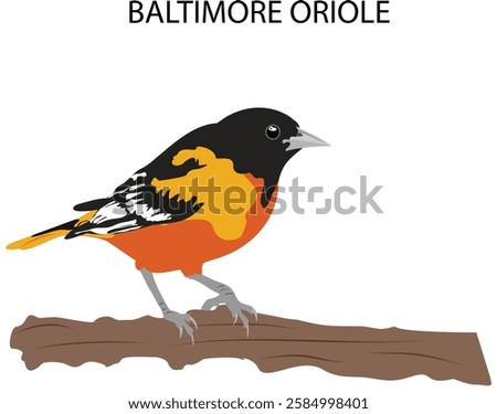 Baltimore Oriole American Bird Vector